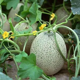 POD商品瓜🍓~!><>%^&*()_+{}|":?><",./;'[]\=-`~!@#$%^&*()_+}{~！@#￥%……&*（）——+「」|“：？》《，。、；’【】、=-·1~！@#￥%……&*（）——+|」「“：？》《，。、；’【】、=-·<>?:"{}|+_~!@#$%^&*()_-=[]\';/.,`2！@#~!@#$%^&*()_+{}|":?><,./;'[]\=-`><"">alert('你好，2022');<>caomeicaomei